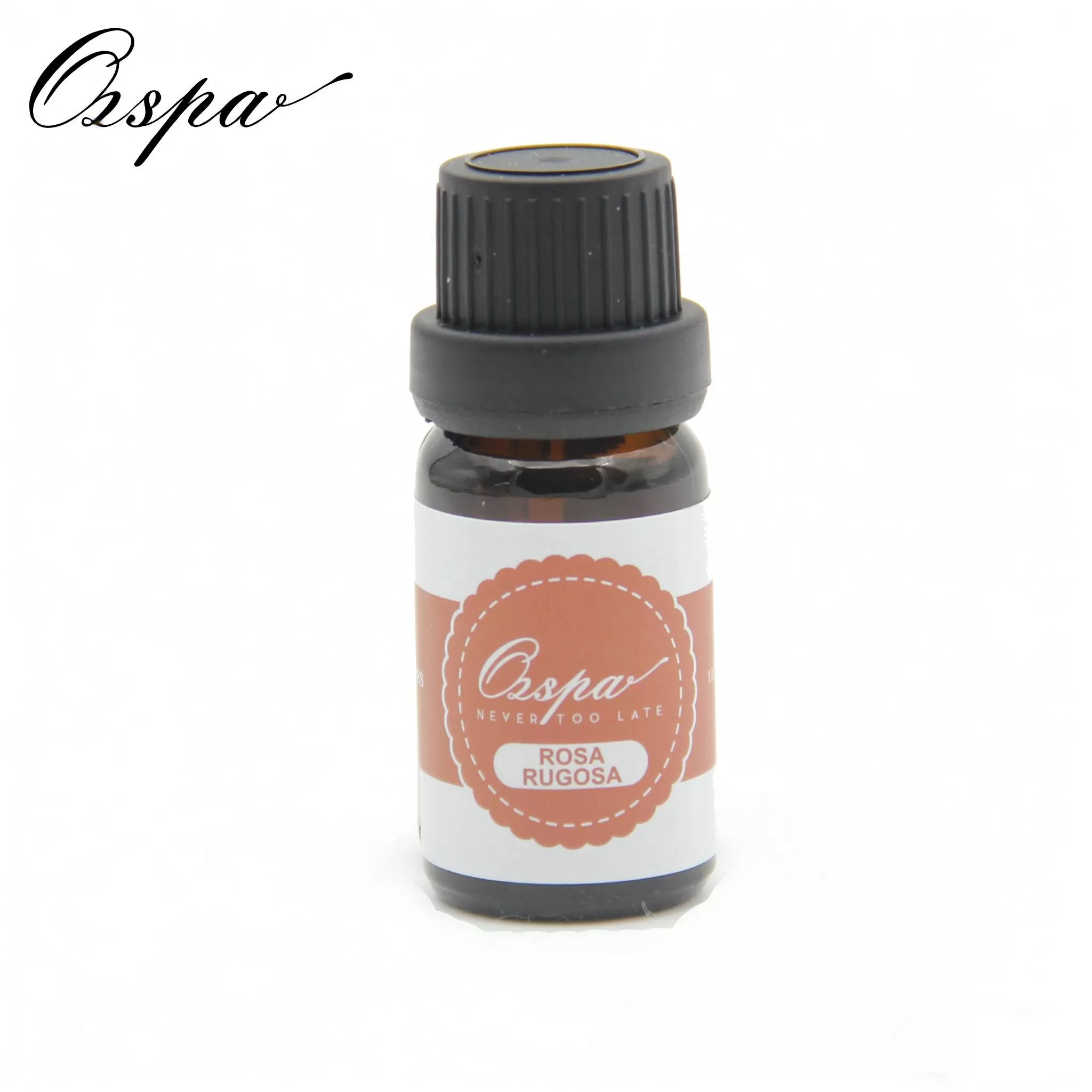 Crimson Glory Rose (Rosa Rugos